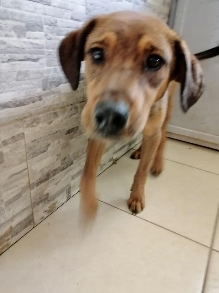 Enlarge Toffee, a Adopted mixed breed in Escondido, CA image 2/6