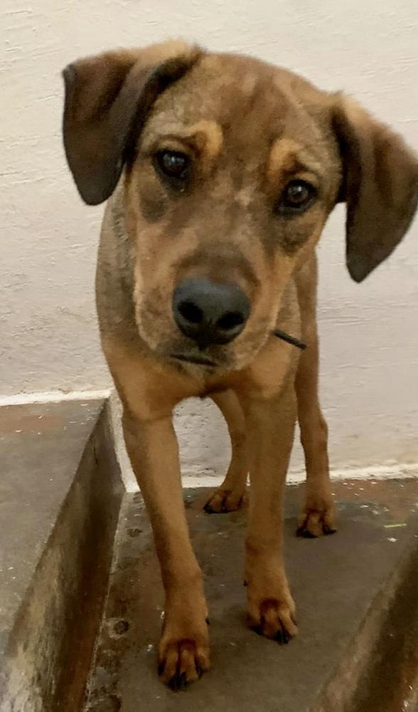 Enlarge Toffee, a Adopted mixed breed in Escondido, CA image 3/6