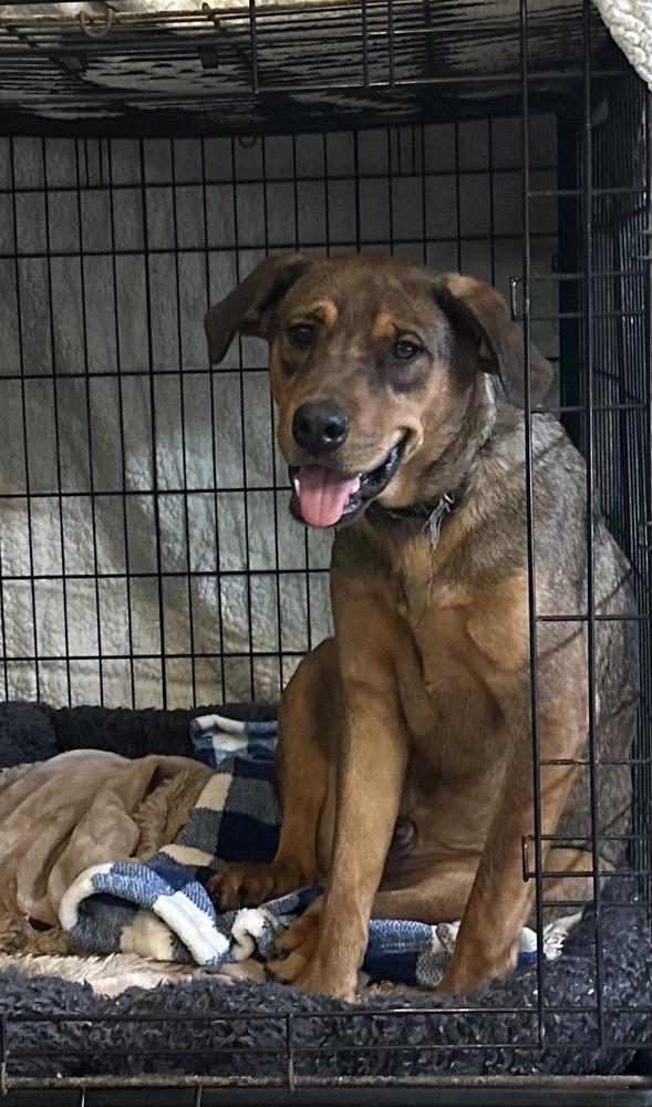 Enlarge Toffee, a Adopted mixed breed in Escondido, CA image 4/6