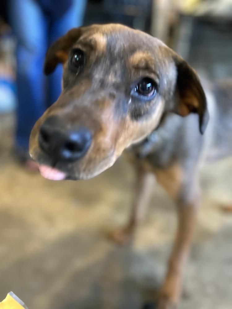 Enlarge Toffee, a Adopted mixed breed in Escondido, CA image 5/6