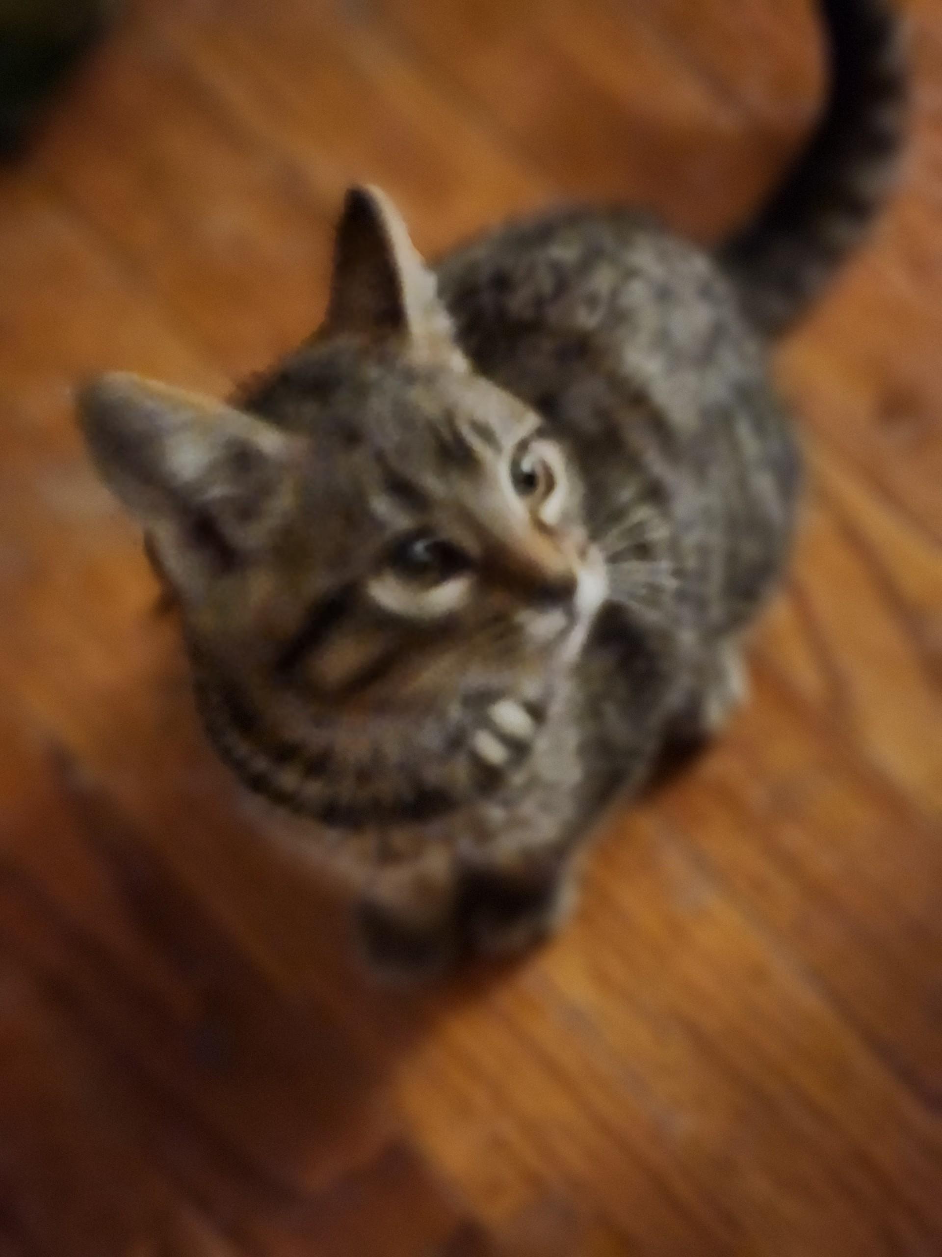 Enlarge Sophia and Sausage, a ADOPTABLE Domestic Medium Hair in Ellicott City, MD image 3/3