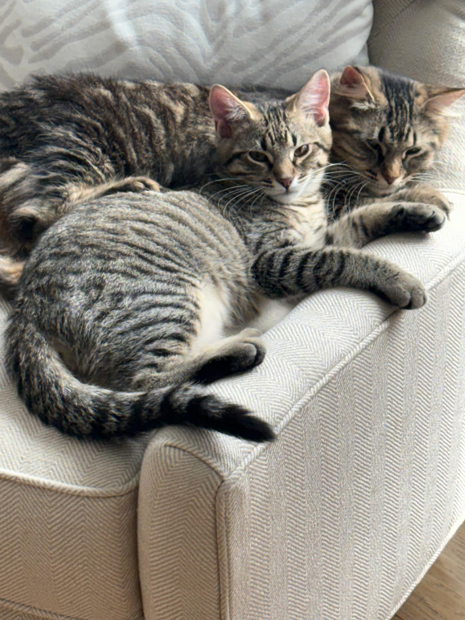 Enlarge Sophia and Sausage, a ADOPTABLE Domestic Medium Hair in Ellicott City, MD image 2/6