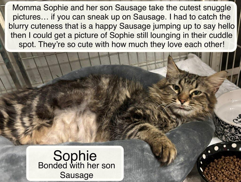 Enlarge Sophia and Sausage, a ADOPTABLE Domestic Medium Hair in Ellicott City, MD image 4/6