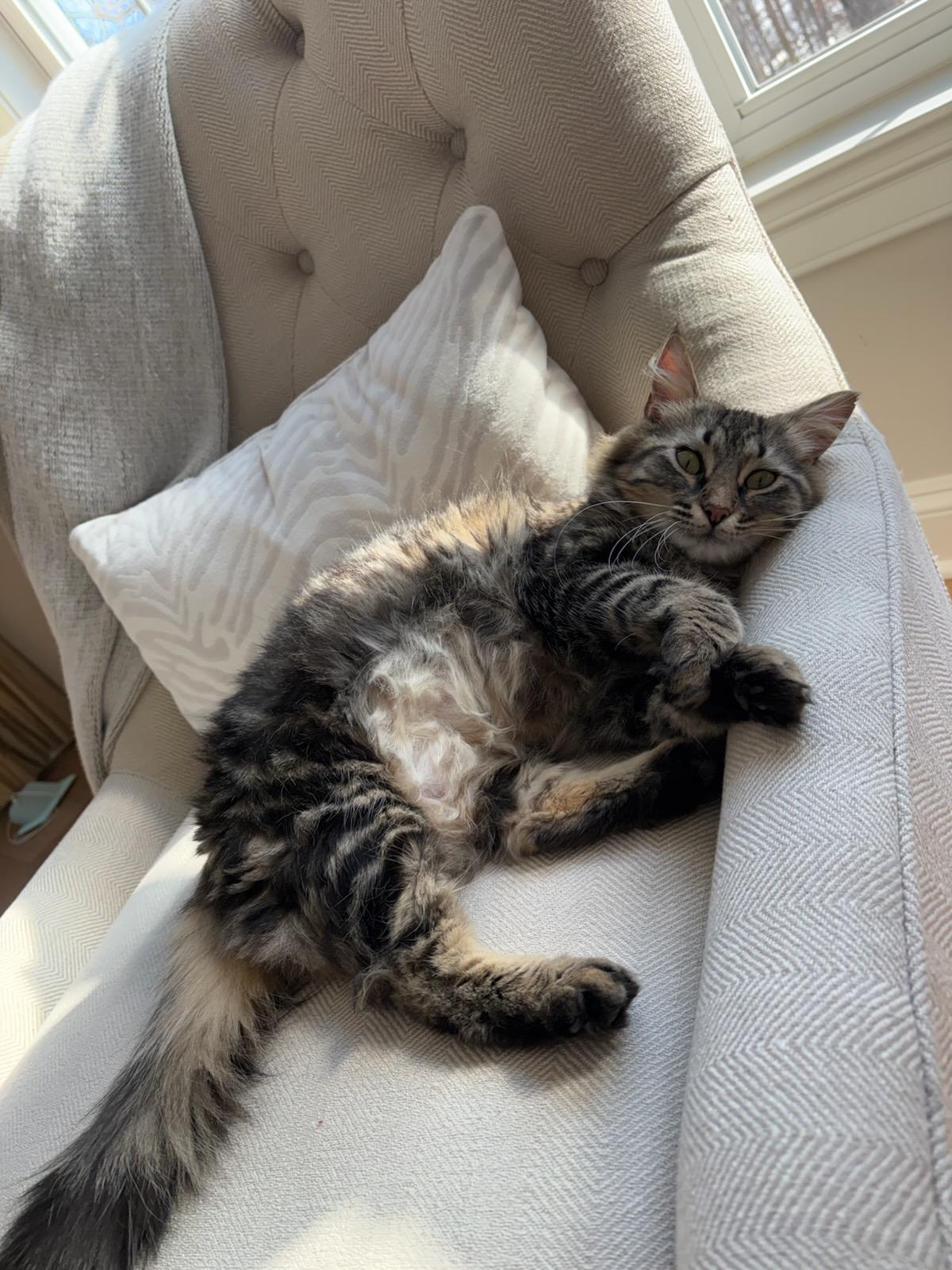 Enlarge Sophia and Sausage, a ADOPTABLE Domestic Medium Hair in Ellicott City, MD image 1/6