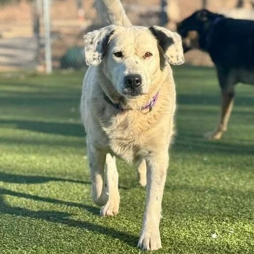 Enlarge ABIGAIL, a Adoptable Mixed Breed in Edmond, OK image 1/1