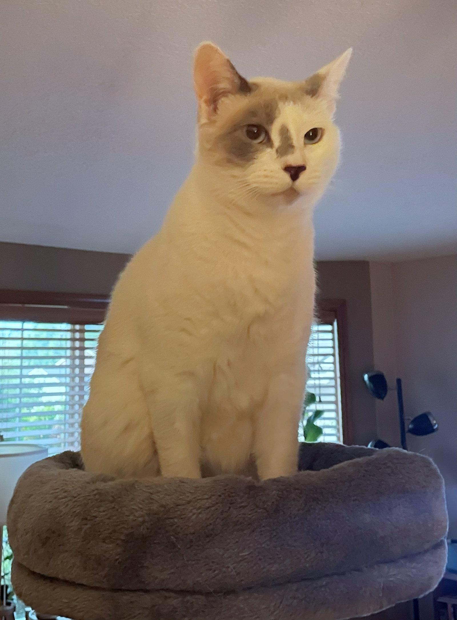 Enlarge SNOWBALL #1992 -  Offered by Owner - Young female, a Adoptable Domestic Short Hair in Hillsboro, OR image 1/3