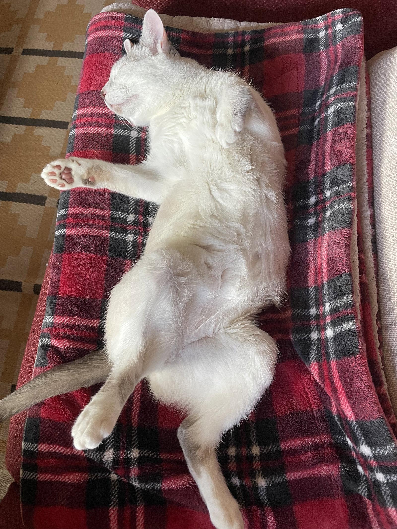 Enlarge SNOWBALL #1992 -  Offered by Owner - Young female, a Adoptable Domestic Short Hair in Hillsboro, OR image 2/3