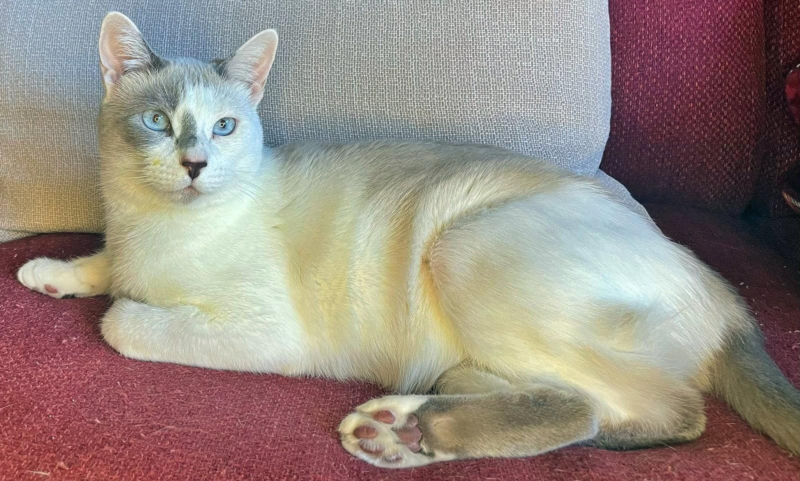 Enlarge SNOWBALL #1992 -  Offered by Owner - Young female, a Adoptable Domestic Short Hair in Hillsboro, OR image 3/3