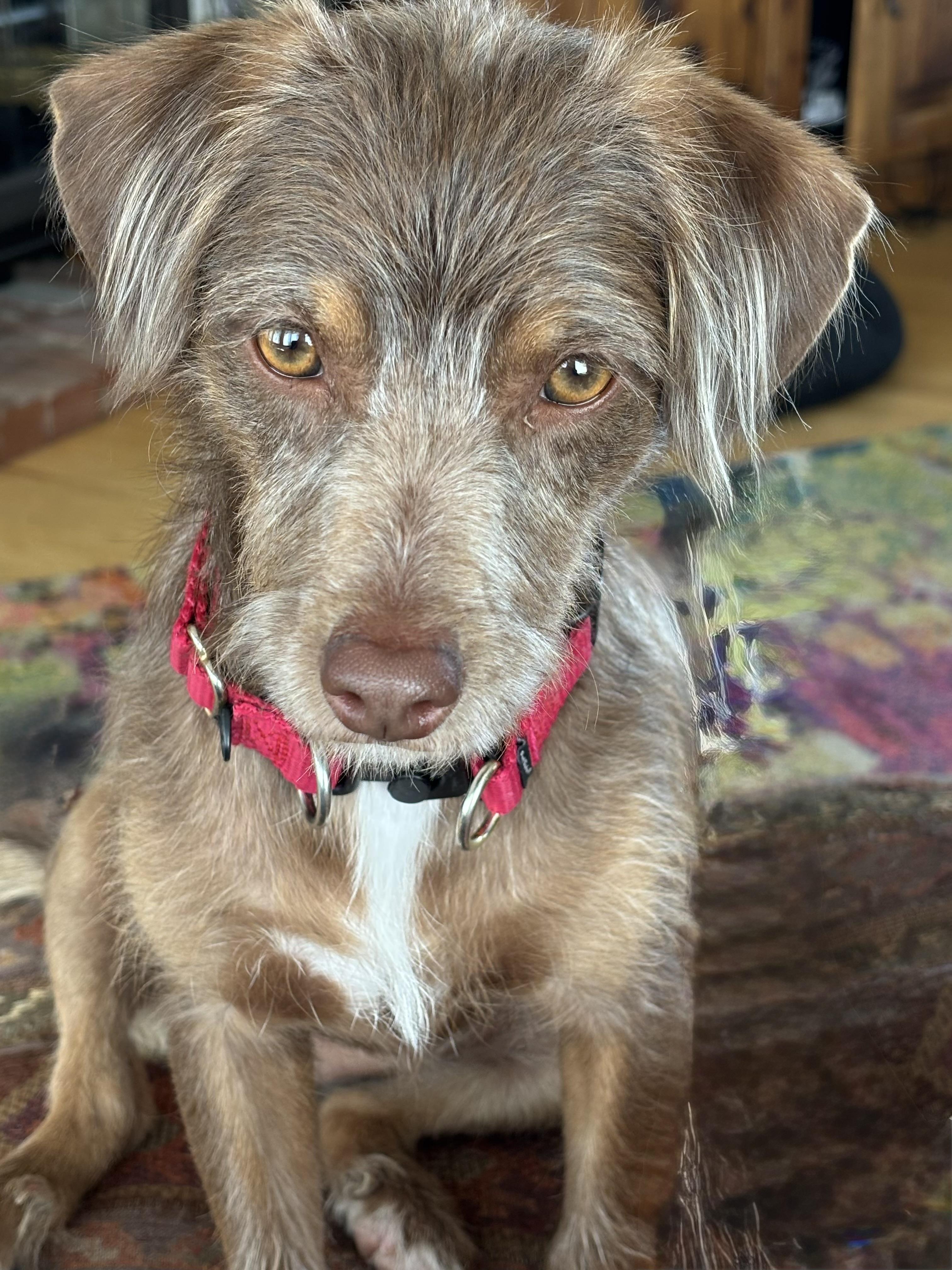 Oscar