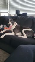 Nova photo 2