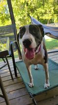 Nova, an adoptable Pit Bull Terrier in East Peoria, IL, 61611 | Photo Image 4