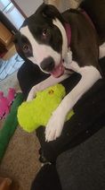 Nova, an adoptable Pit Bull Terrier in East Peoria, IL, 61611 | Photo Image 5