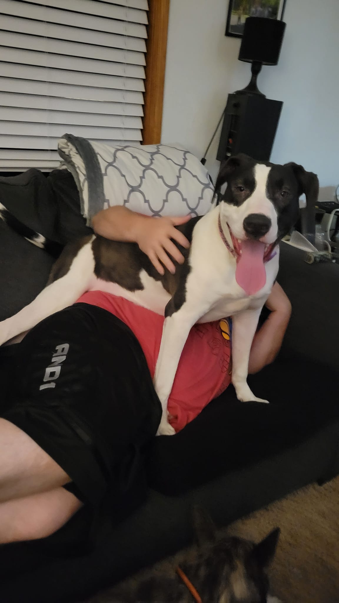 Enlarge Nova, a Adoptable mixed breed in East Peoria, IL image 6/6