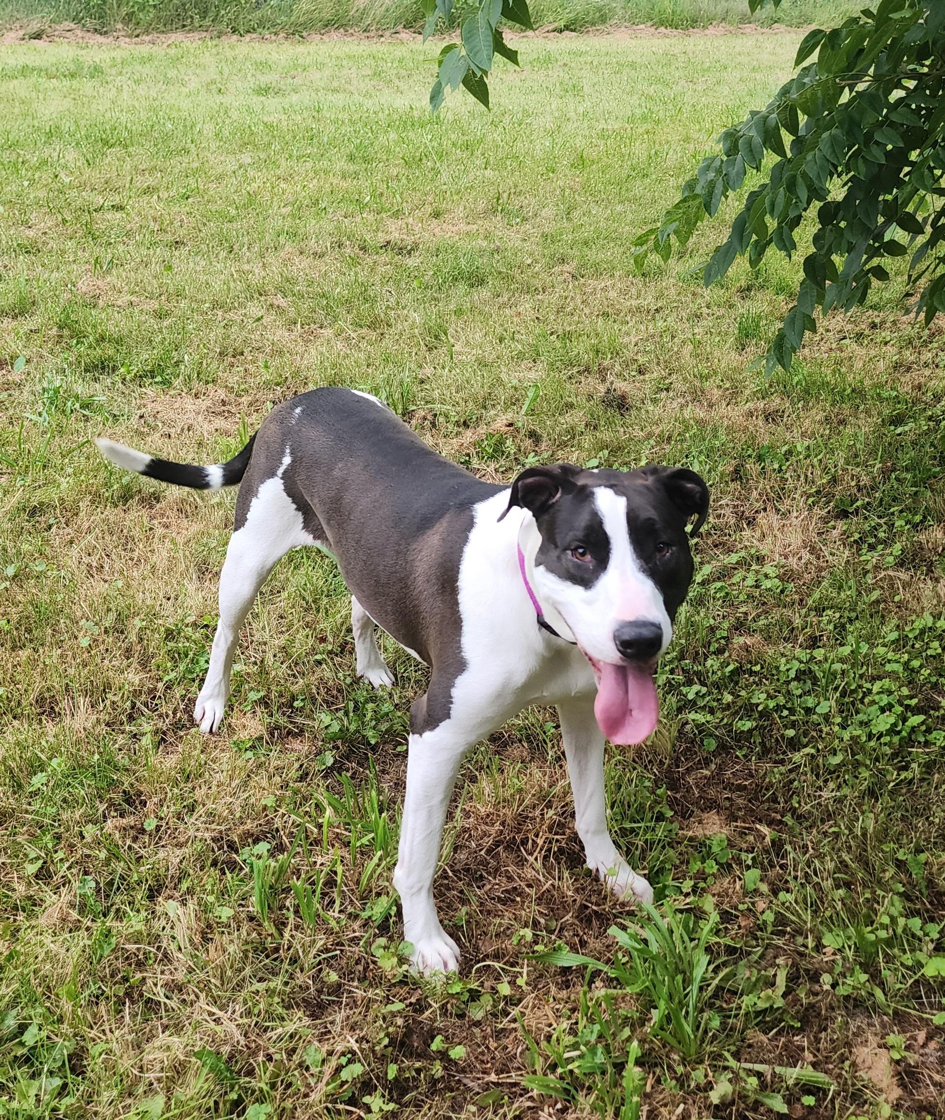 Nova, Young Female Pit Bull Terrier