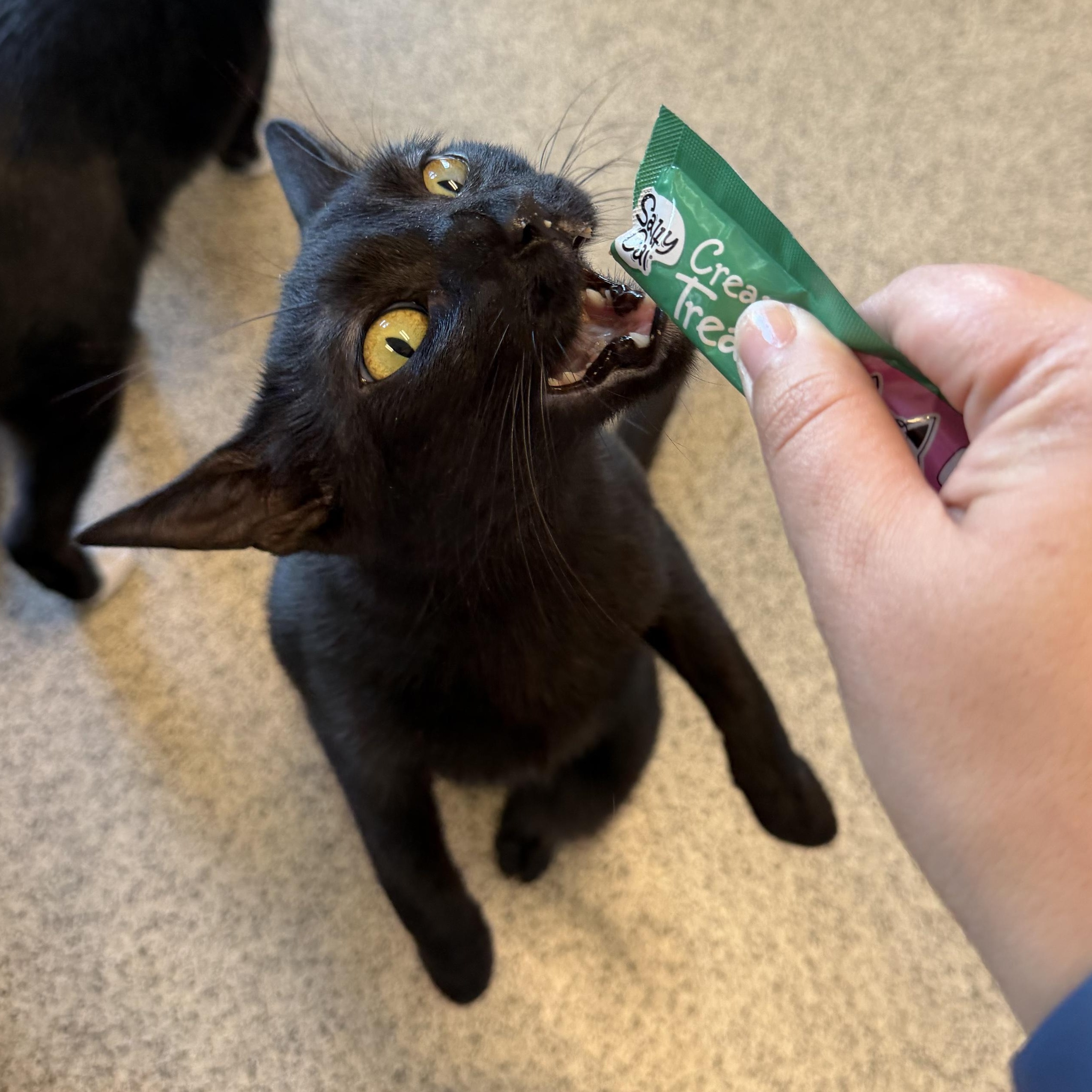 Enlarge Merida, a Adoptable Domestic Short Hair in Cooperstown, NY image 6/6