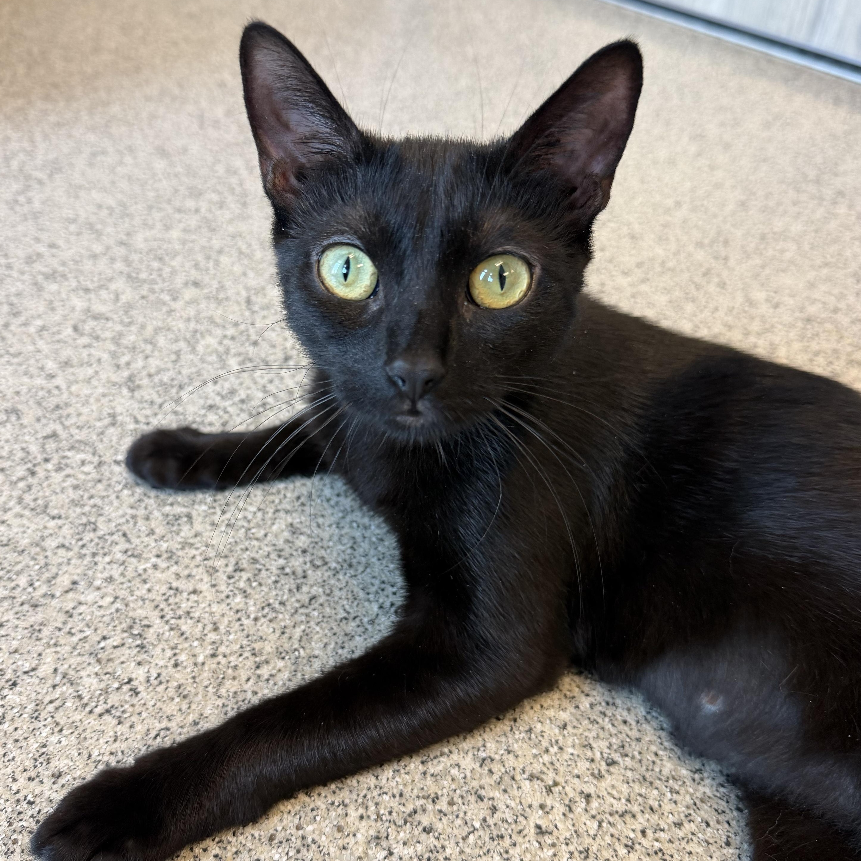 Enlarge Merida, a ADOPTABLE Domestic Short Hair in Cooperstown, NY image 2/3