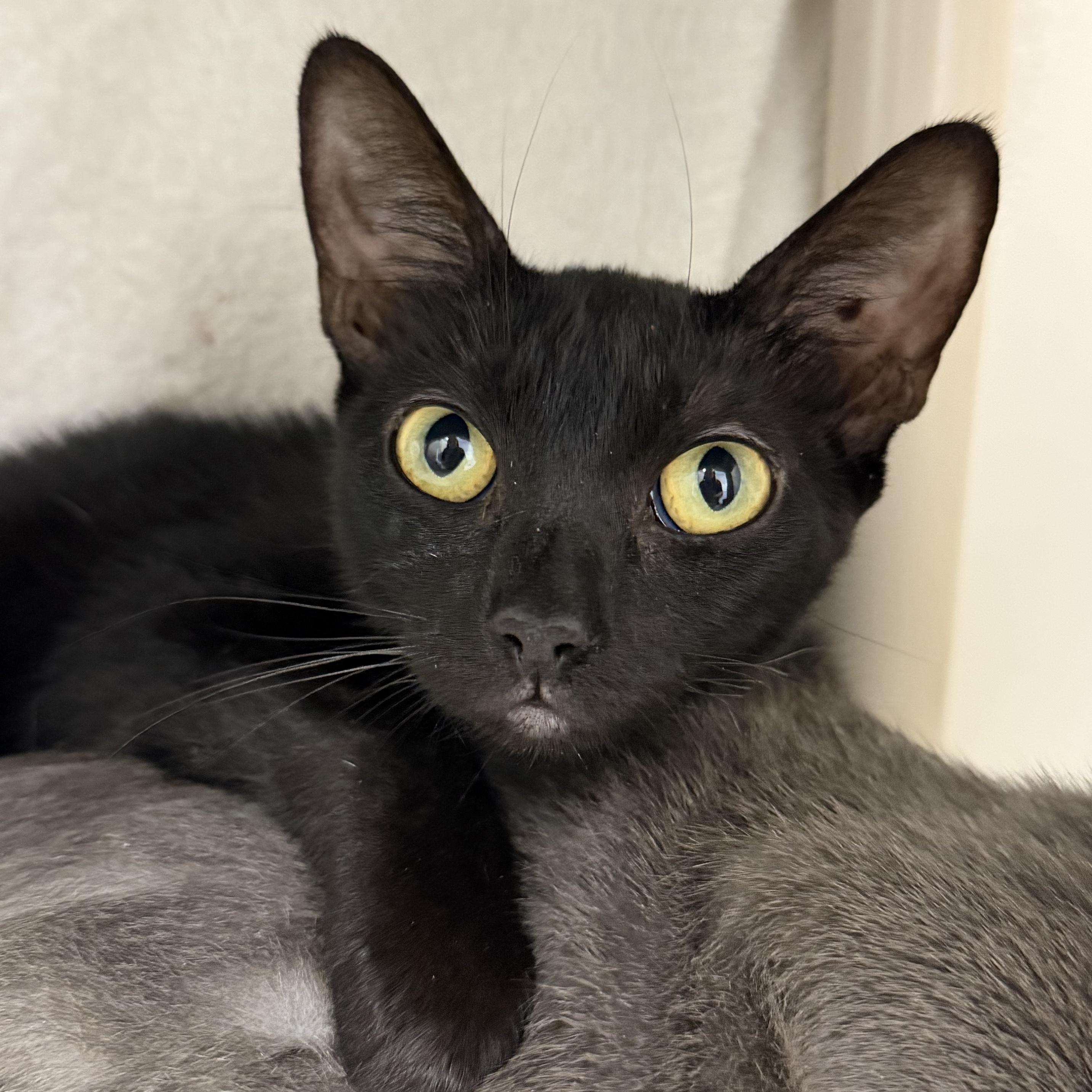 Merida, ADOPTABLE, Young Female Domestic Short Hair.