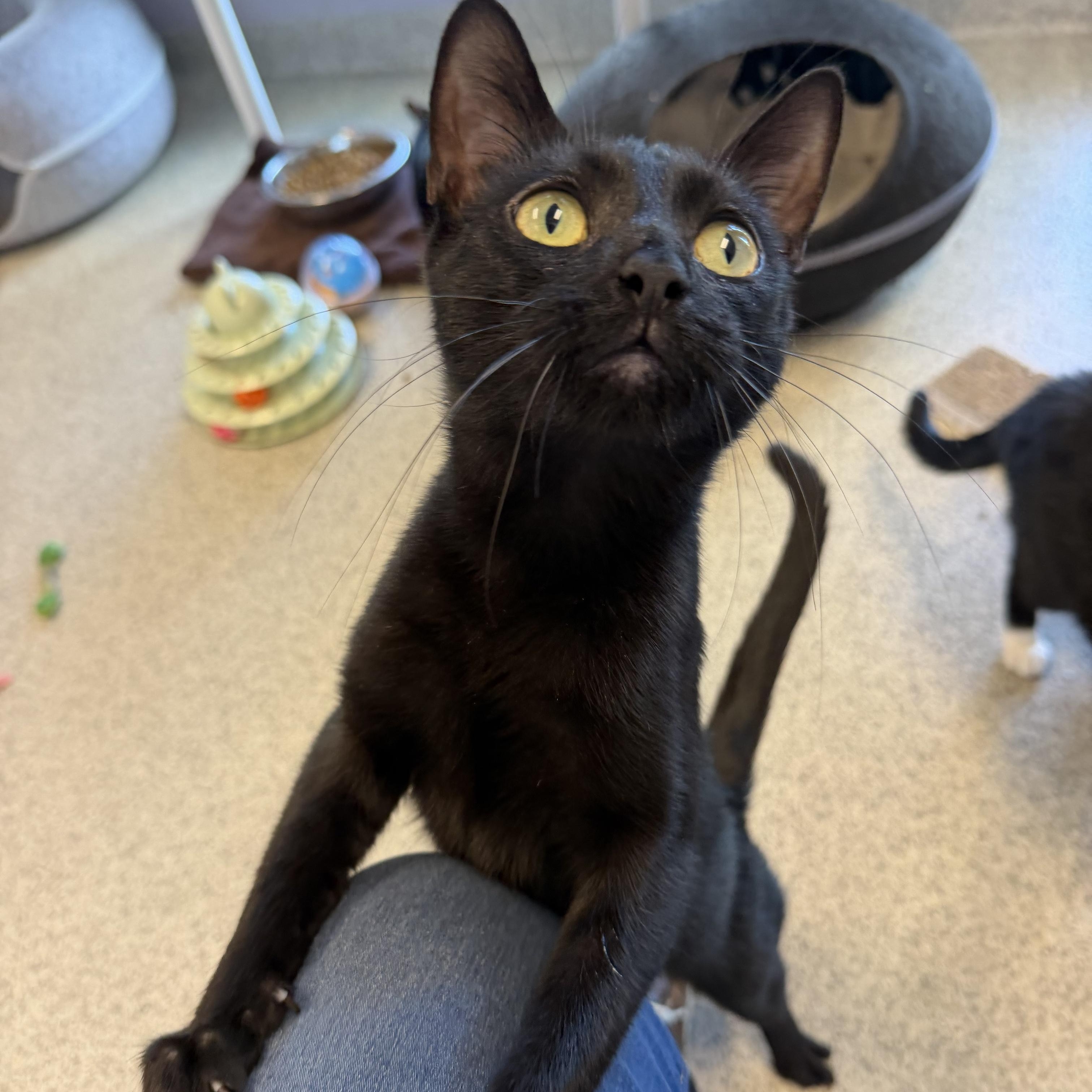 Merida, Adoptable, Young Female Domestic Short Hair.