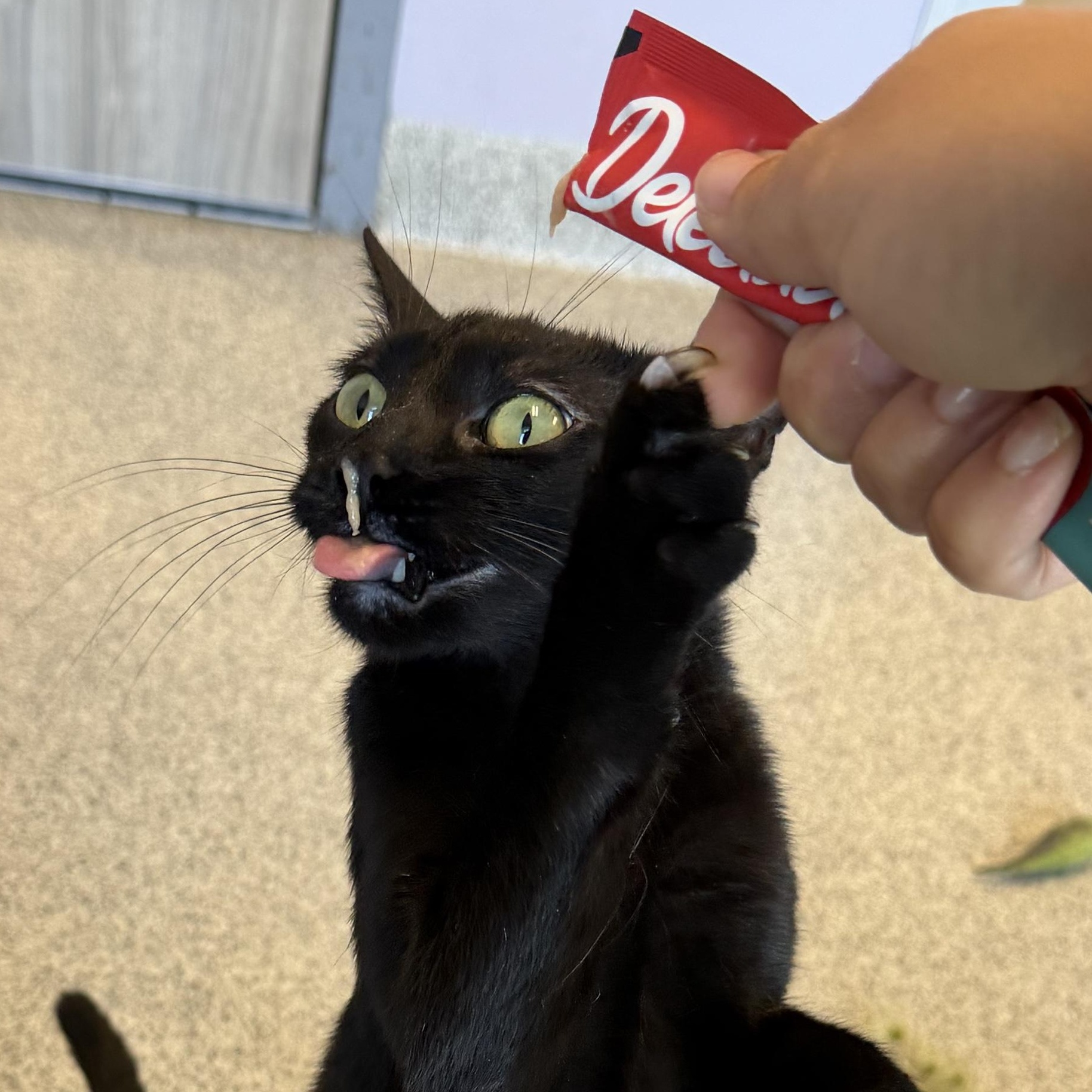 Enlarge Merida, a Adoptable Domestic Short Hair in Cooperstown, NY image 2/6