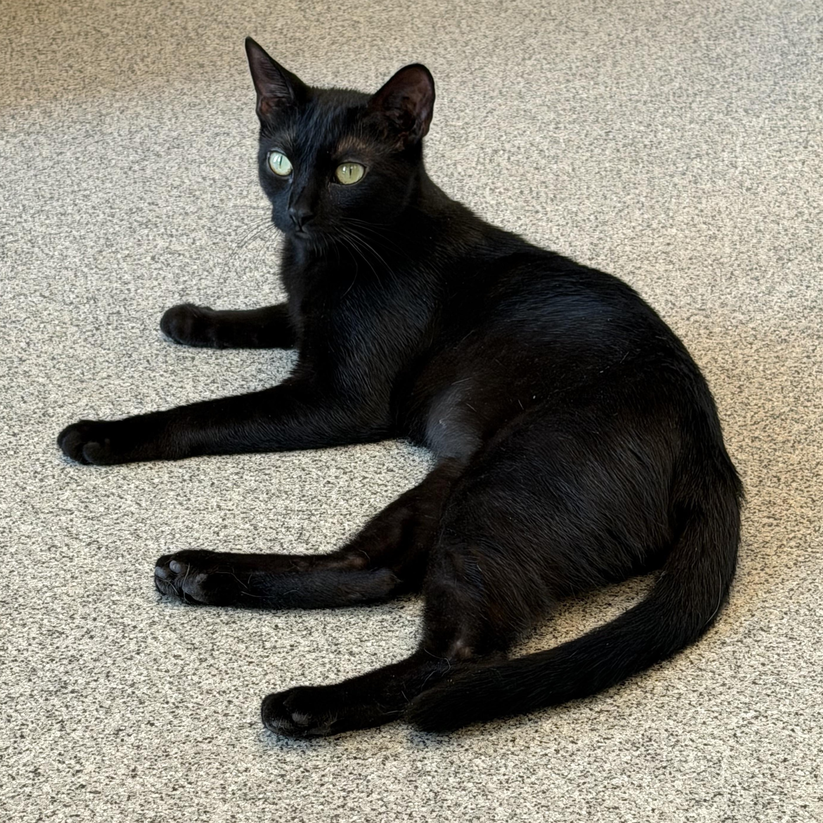 Enlarge Merida, a ADOPTABLE Domestic Short Hair in Cooperstown, NY image 1/3