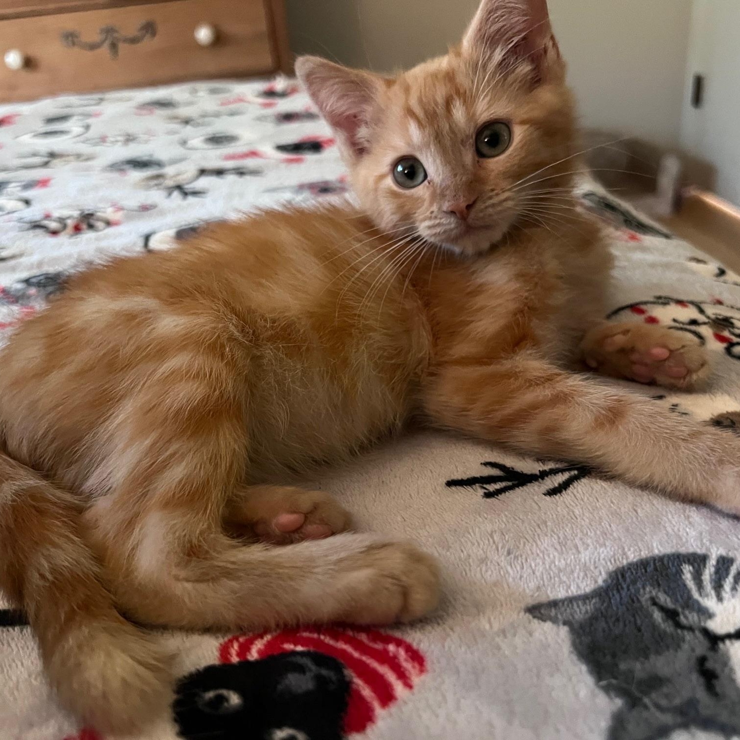 Archie (MF), adopted, Young Male Tabby.