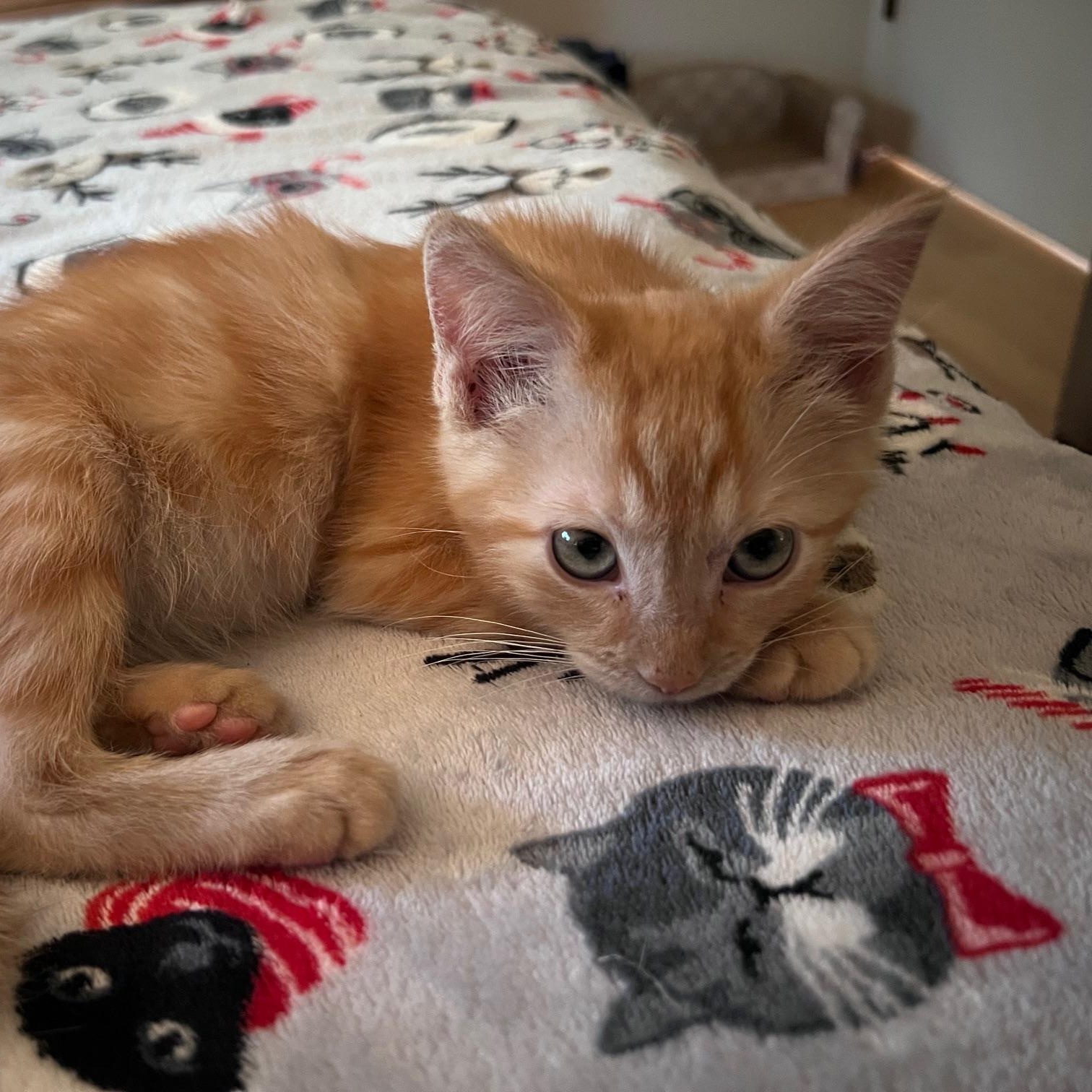 Enlarge Archie (MF), an adopted Tabby in Woodland Hills, CA image 2/3