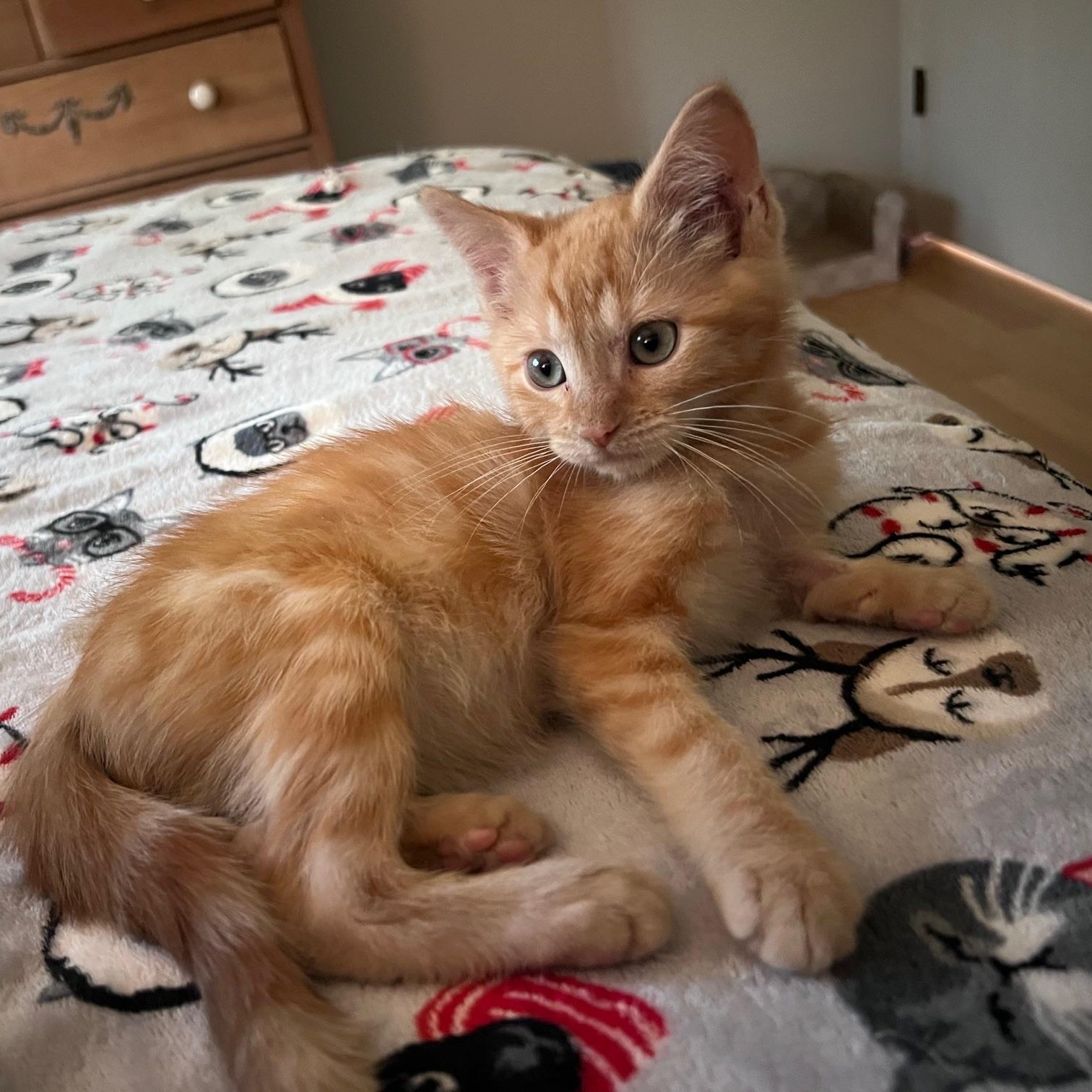 Enlarge Archie (MF), an adopted Tabby in Woodland Hills, CA image 3/3