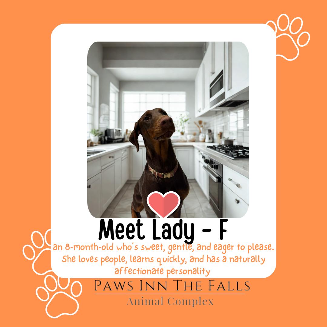 Enlarge Lady, an adopted Doberman Pinscher in Wheatfield, NY image 1/1