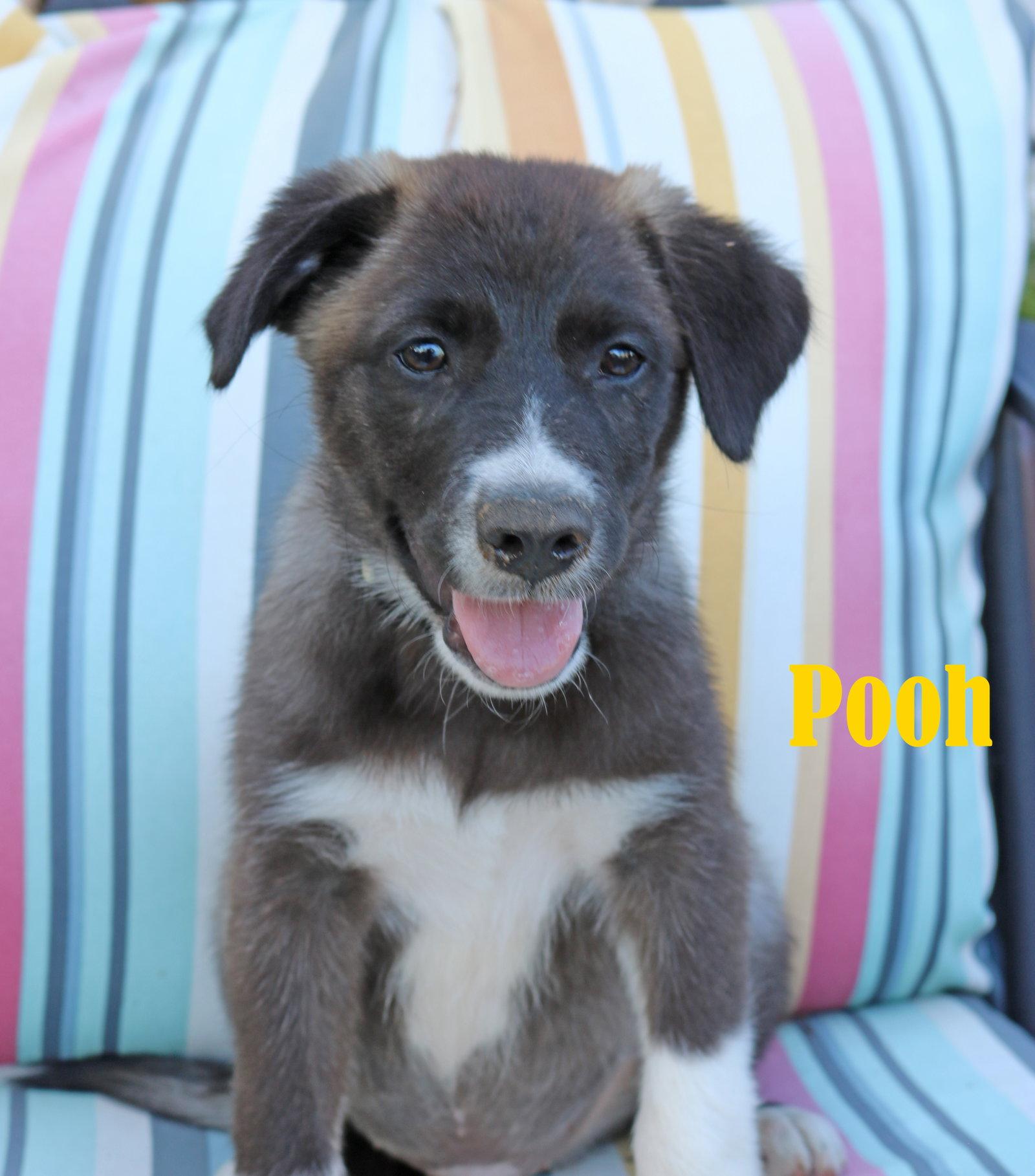 Enlarge Pooh 5AcreWood *LOCAL*, a Adoptable mixed breed in Wakefield, RI image 1/3