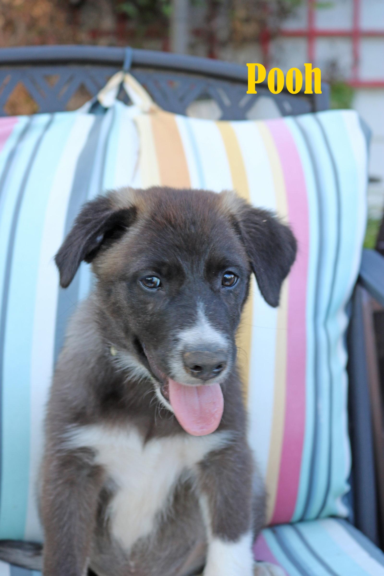 Enlarge Pooh 5AcreWood *LOCAL*, a Adoptable mixed breed in Wakefield, RI image 2/3