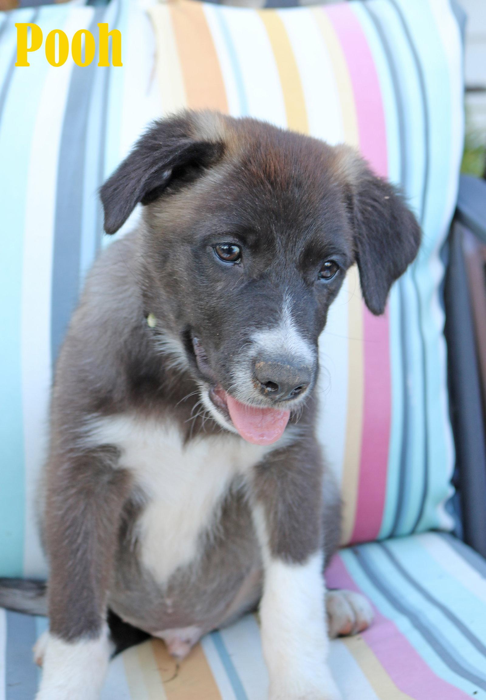 Enlarge Pooh 5AcreWood *LOCAL*, a Adoptable mixed breed in Wakefield, RI image 3/3