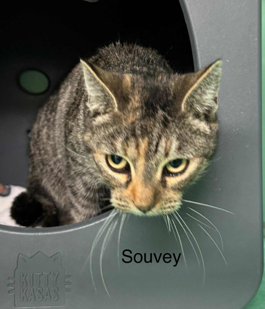 Enlarge Souvey, a Adoptable mixed breed in Utica, MI image 1/1