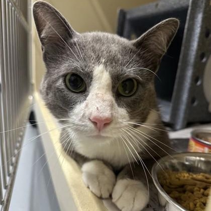 Enlarge Smoke, an adoptable Domestic Short Hair in Converse, TX image 1/1