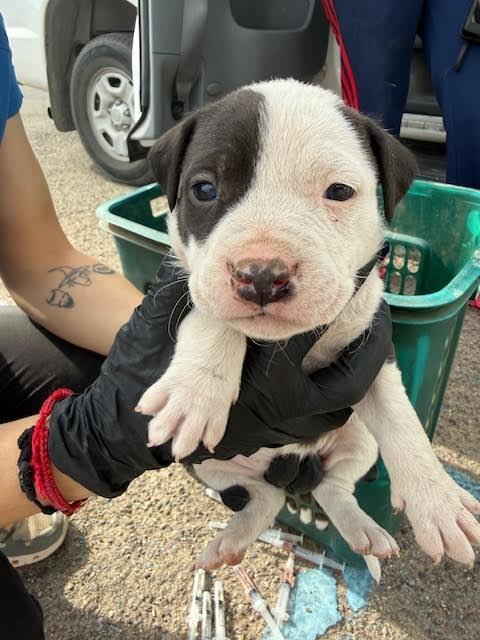 Sassafrass, Adoptable, Young Female Mixed Breed.