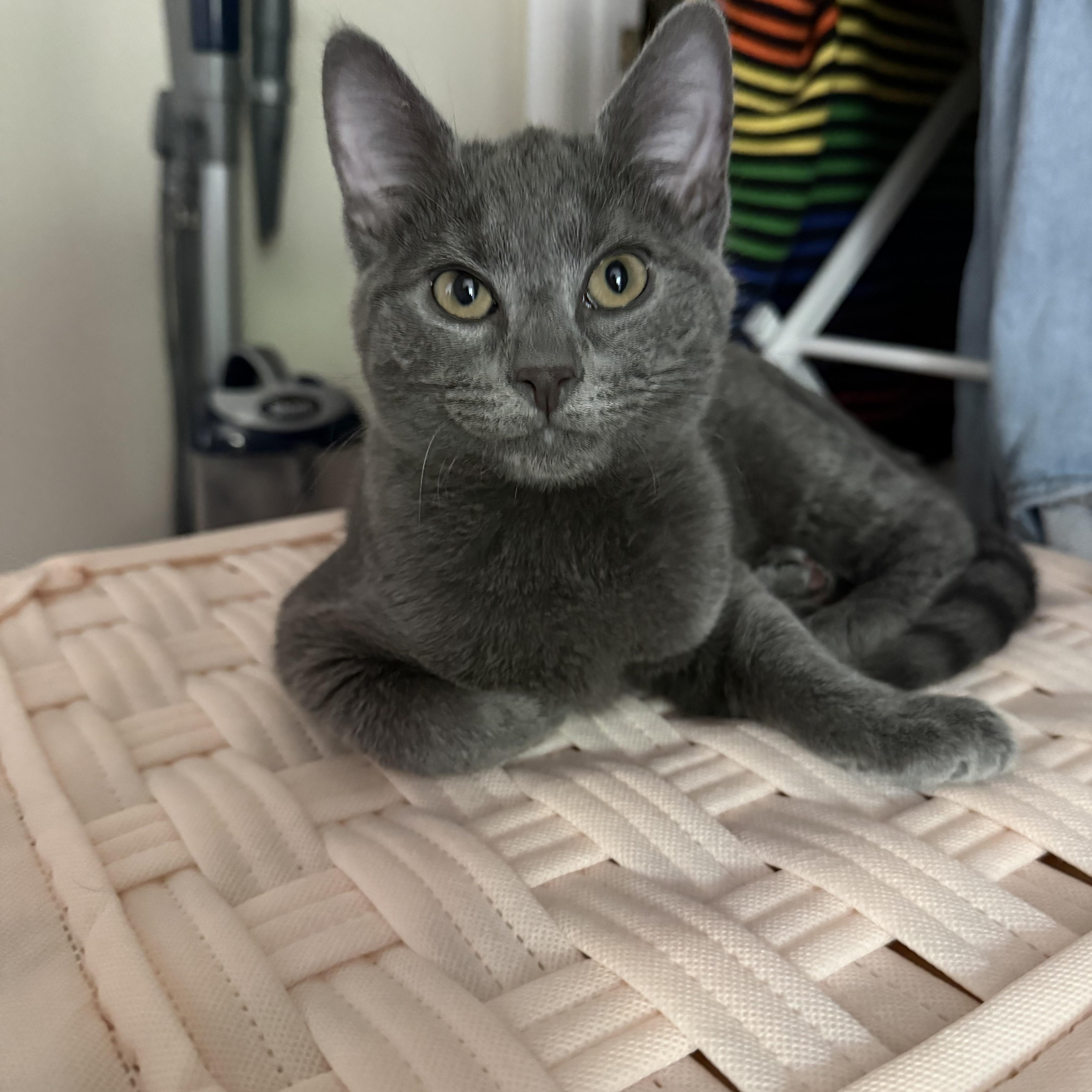 Enlarge Angel Baby Face, a Adoptable mixed breed in New York City, NY image 3/4