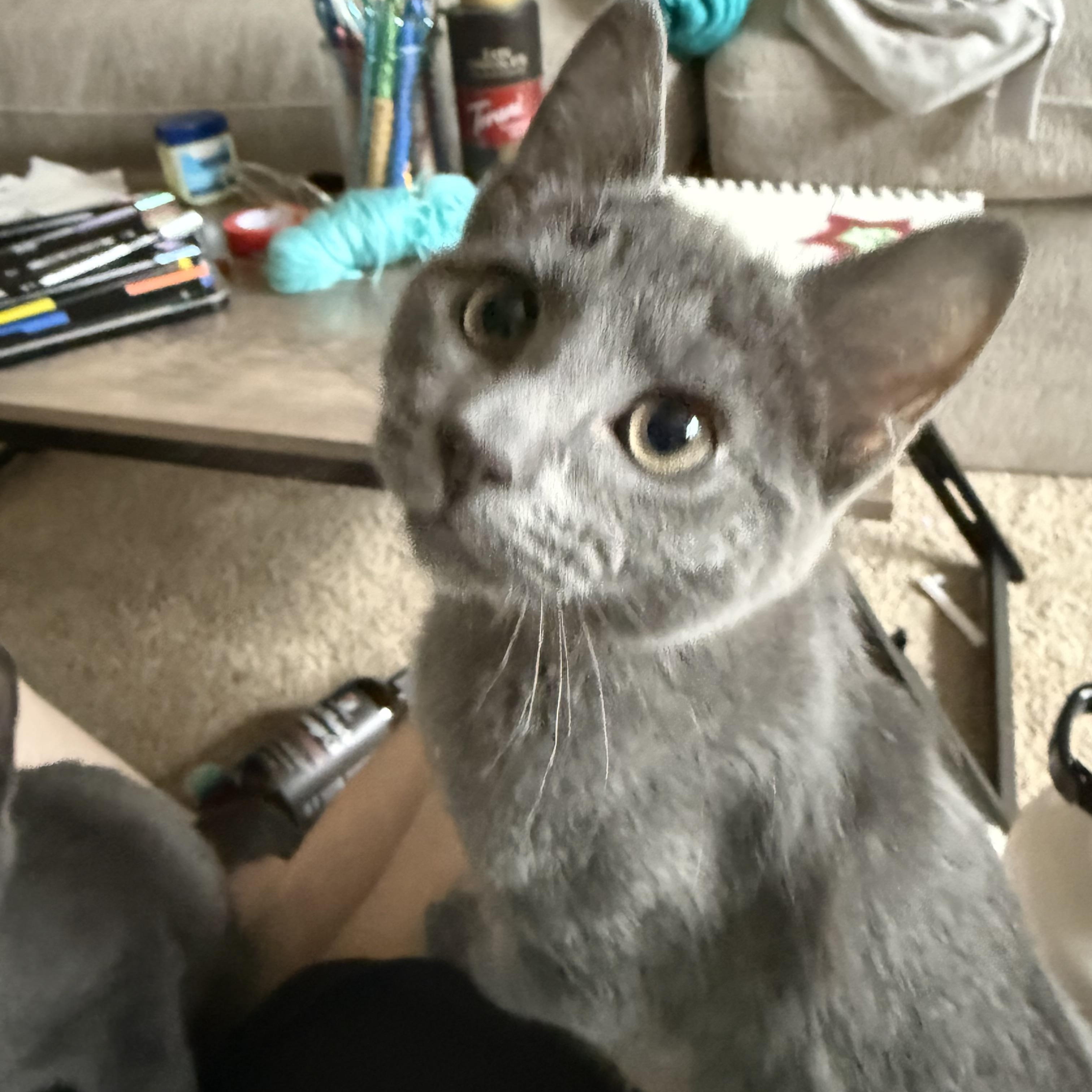 Enlarge Angel Baby Face, a Adoptable mixed breed in New York City, NY image 4/4