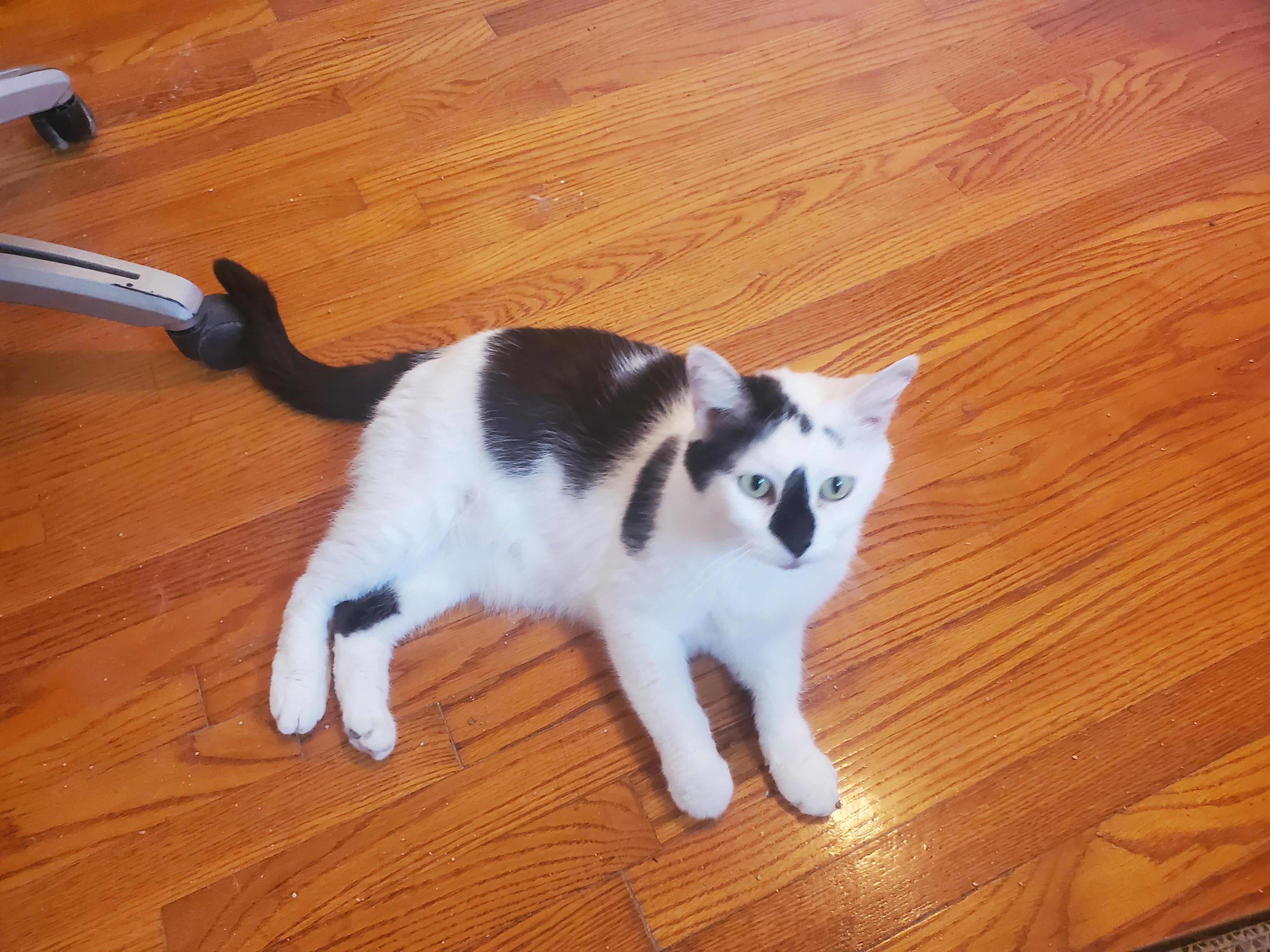 Snickers, Adopted, Adult Female Domestic Short Hair.