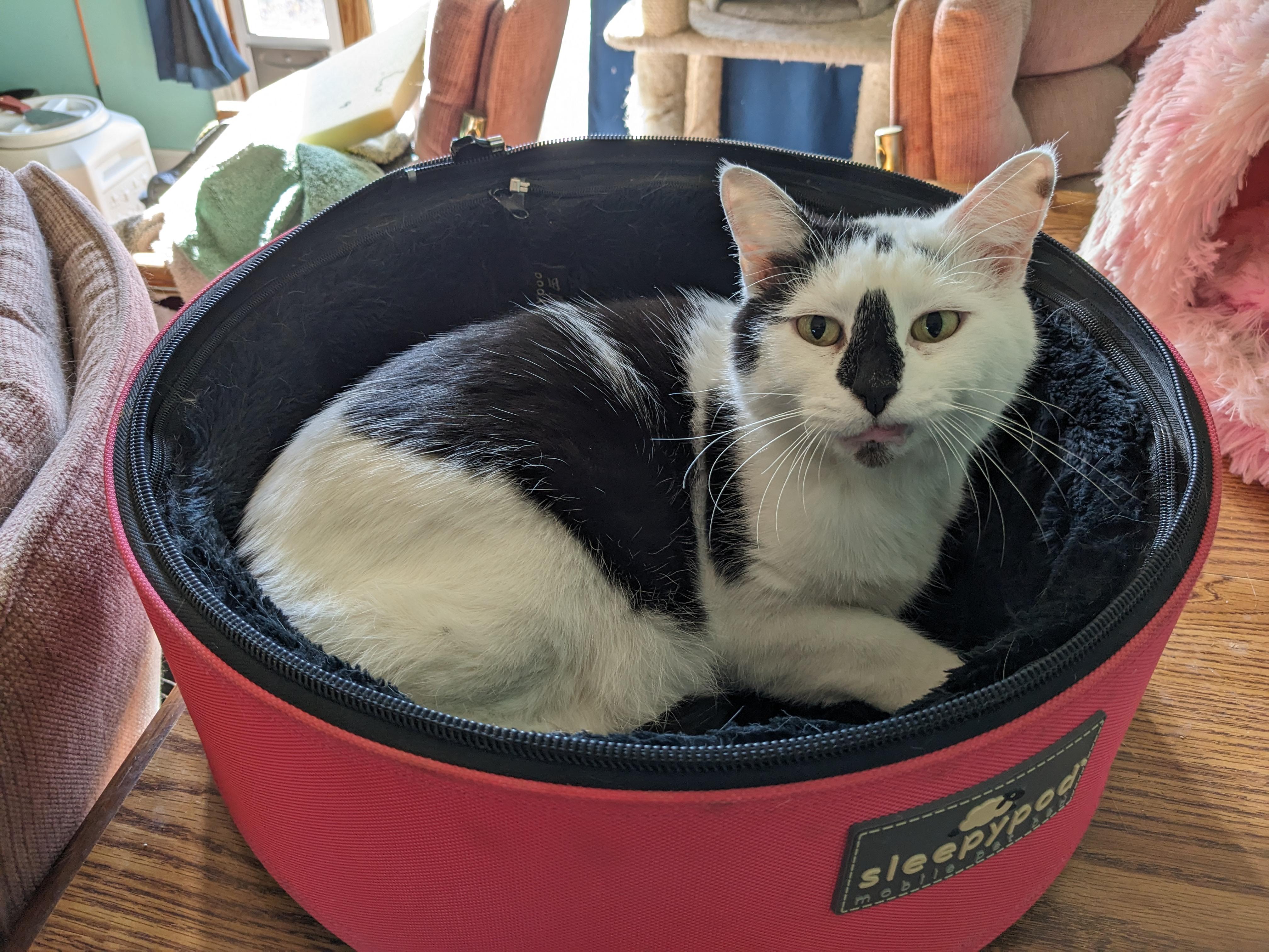 Enlarge Snickers, a Adopted Domestic Short Hair in Springfield, IL image 2/3