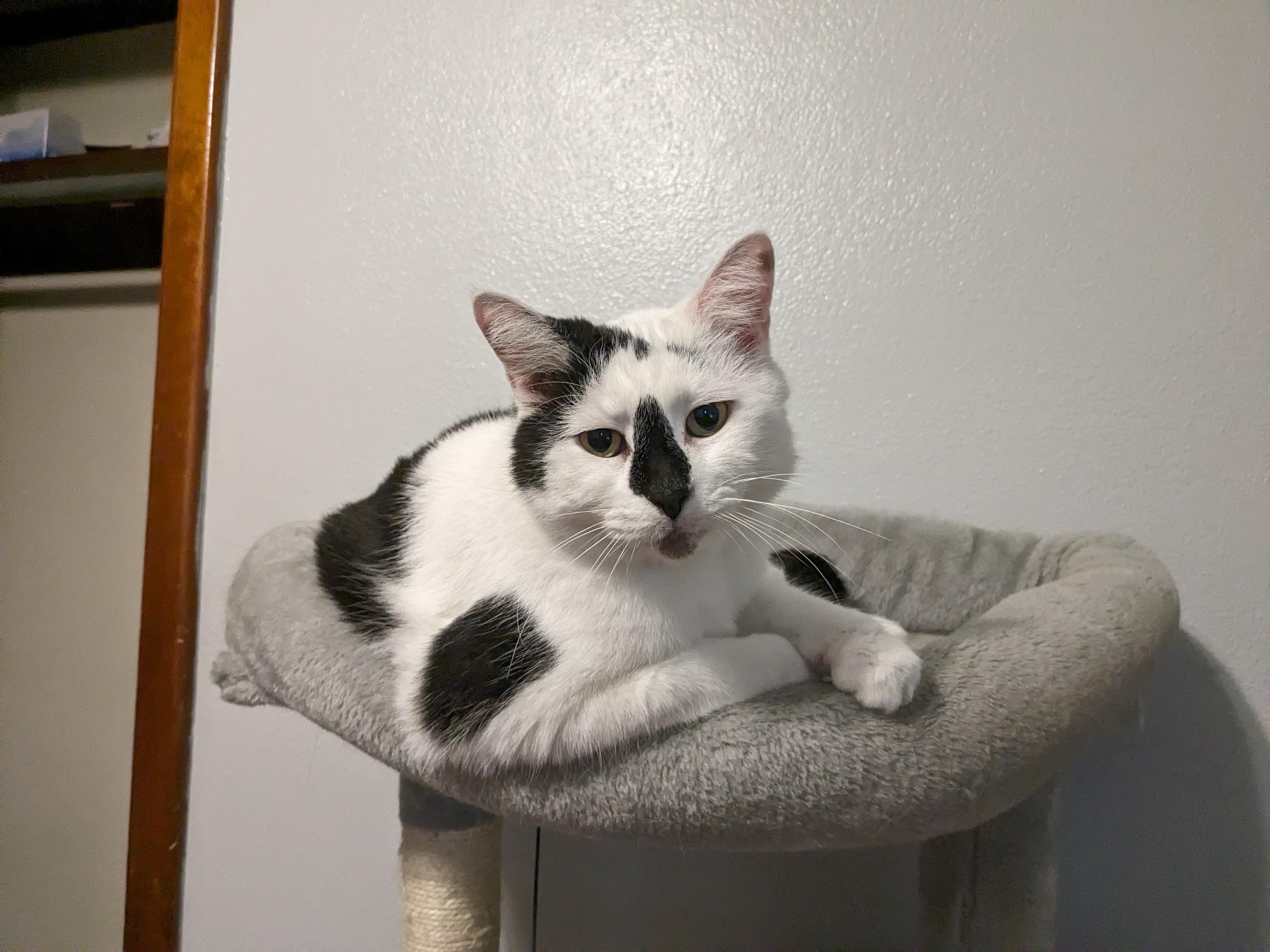 Enlarge Snickers, a Adopted Domestic Short Hair in Springfield, IL image 3/3