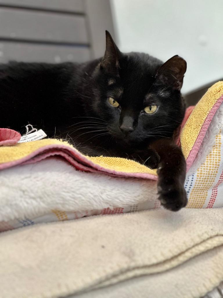 Enlarge Houdini, a Adoptable mixed breed in Cumberland, ME image 1/6