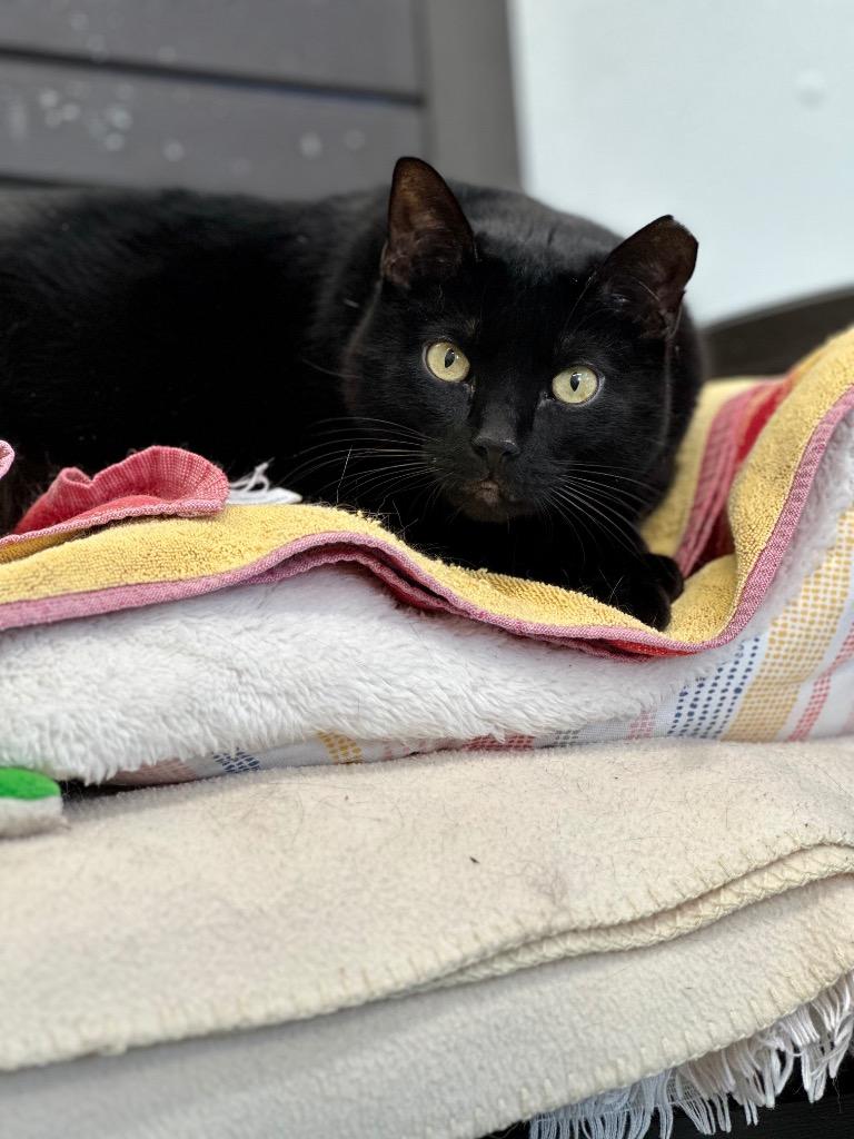 Enlarge Houdini, a Adoptable mixed breed in Cumberland, ME image 2/6