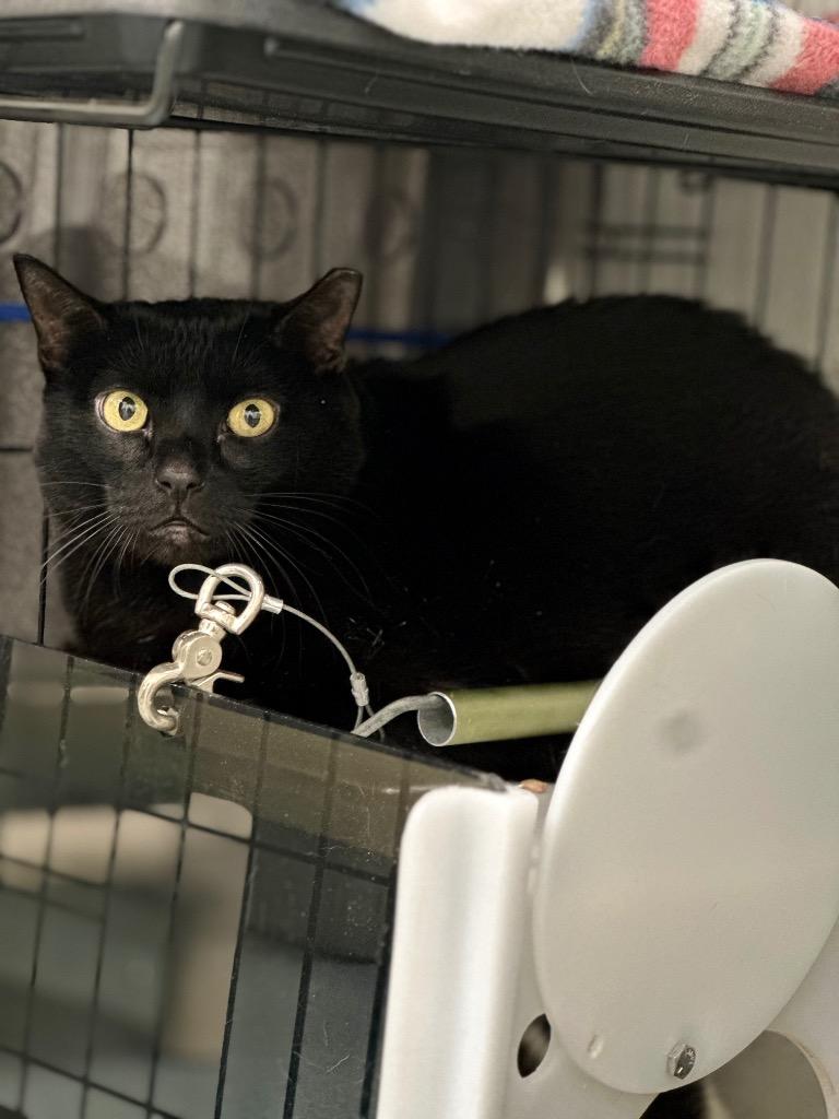 Enlarge Houdini, a Adoptable mixed breed in Cumberland, ME image 3/6