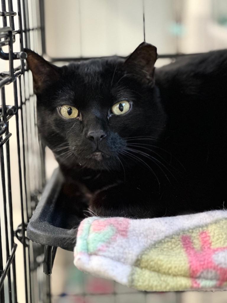 Enlarge Houdini, a Adoptable mixed breed in Cumberland, ME image 4/6