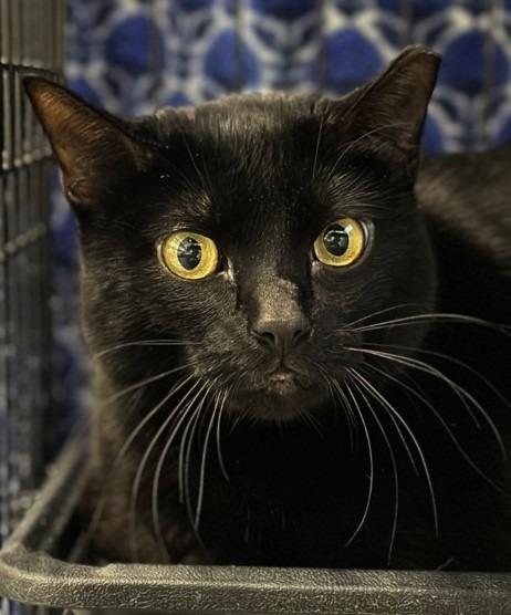 Enlarge Houdini, a Adoptable mixed breed in Cumberland, ME image 5/6