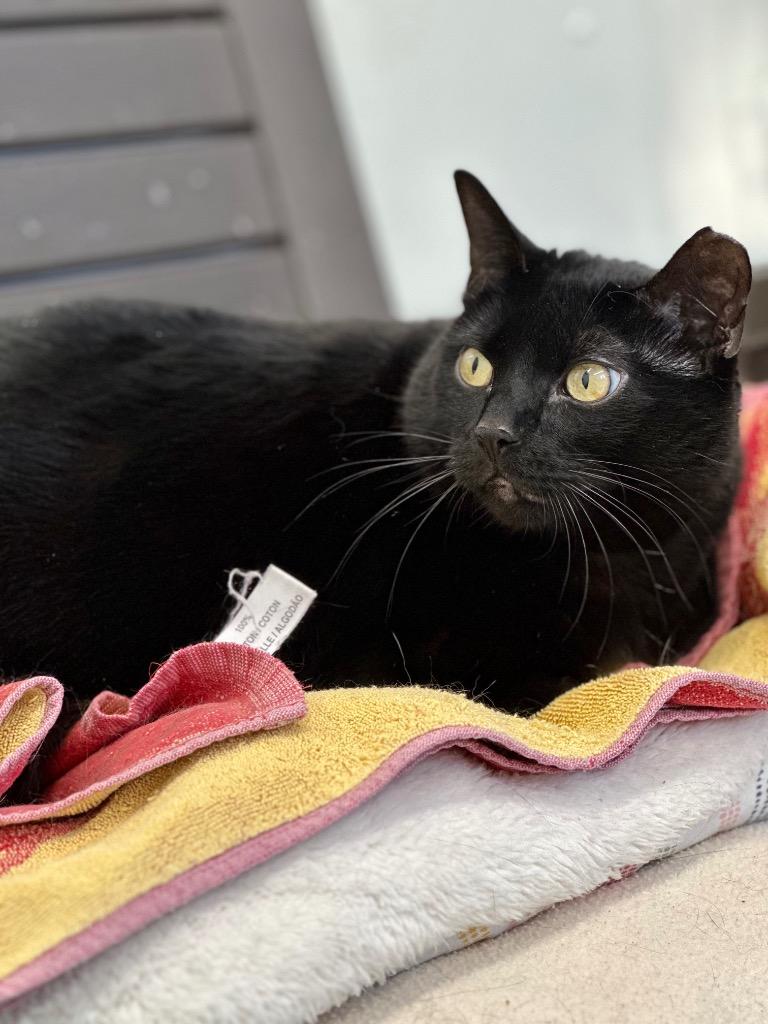 Enlarge Houdini, a Adoptable mixed breed in Cumberland, ME image 2/6