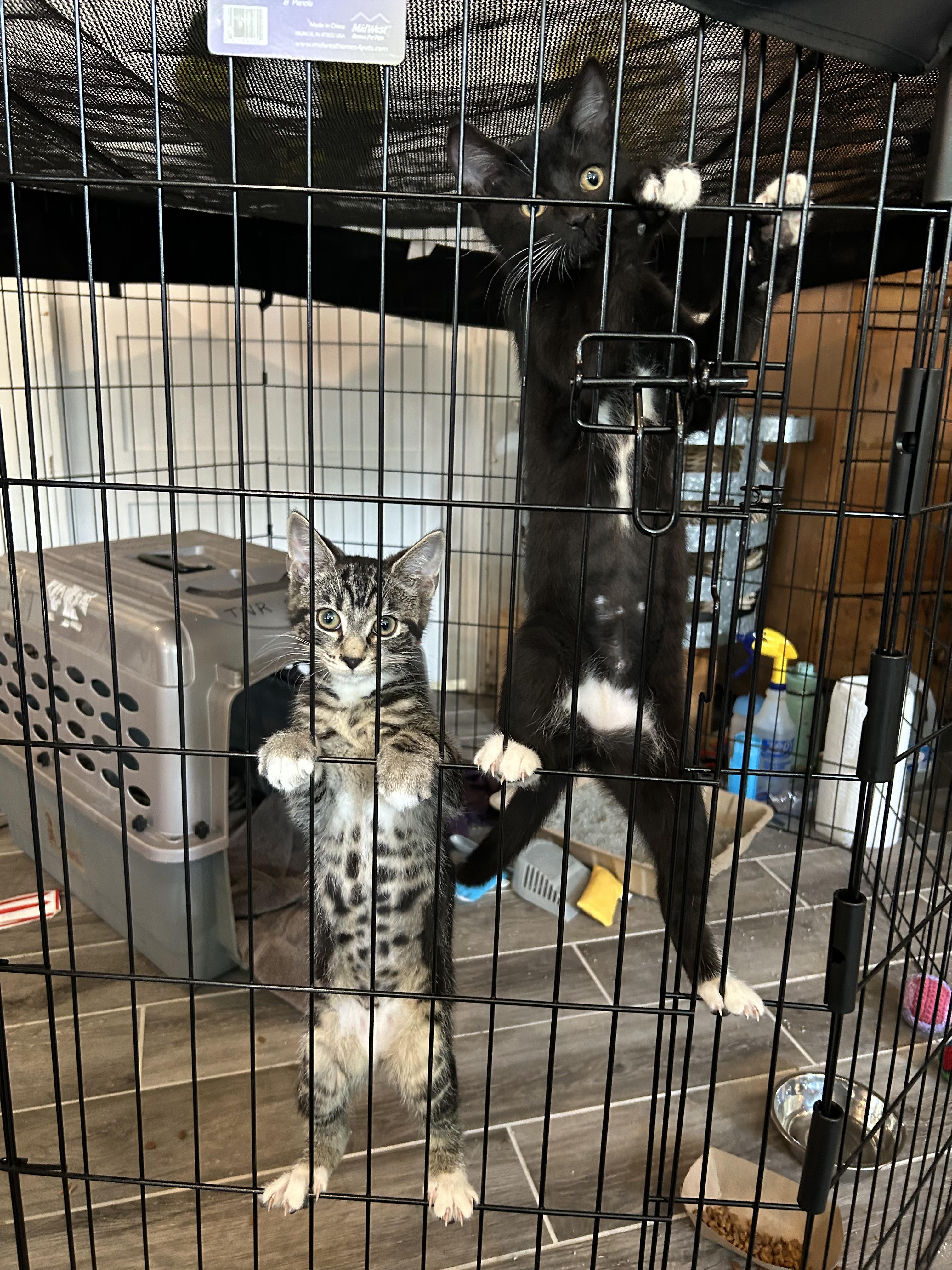 Velma, an adopted Domestic Short Hair in Des Moines , WA image 2/3