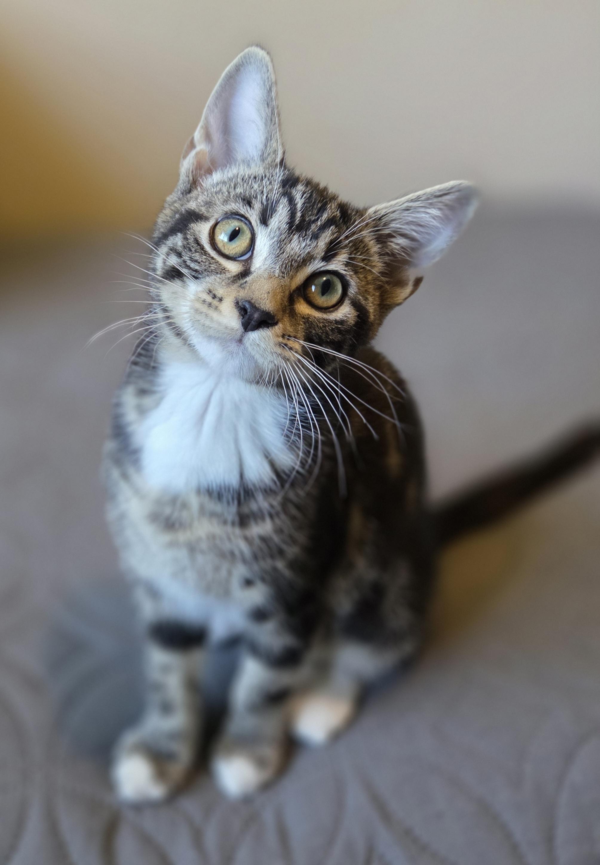 Velma, adopted, Young Female Domestic Short Hair.