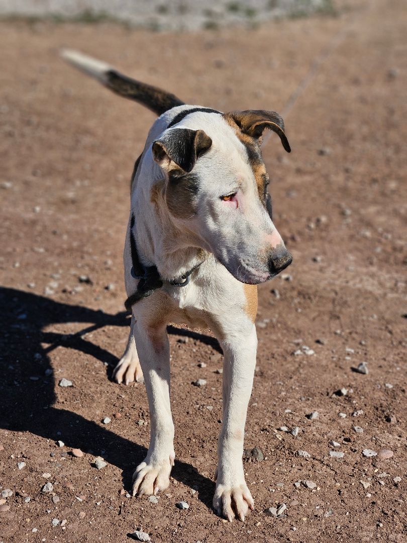 Dexter, Adoptable, Young Male Shepherd.