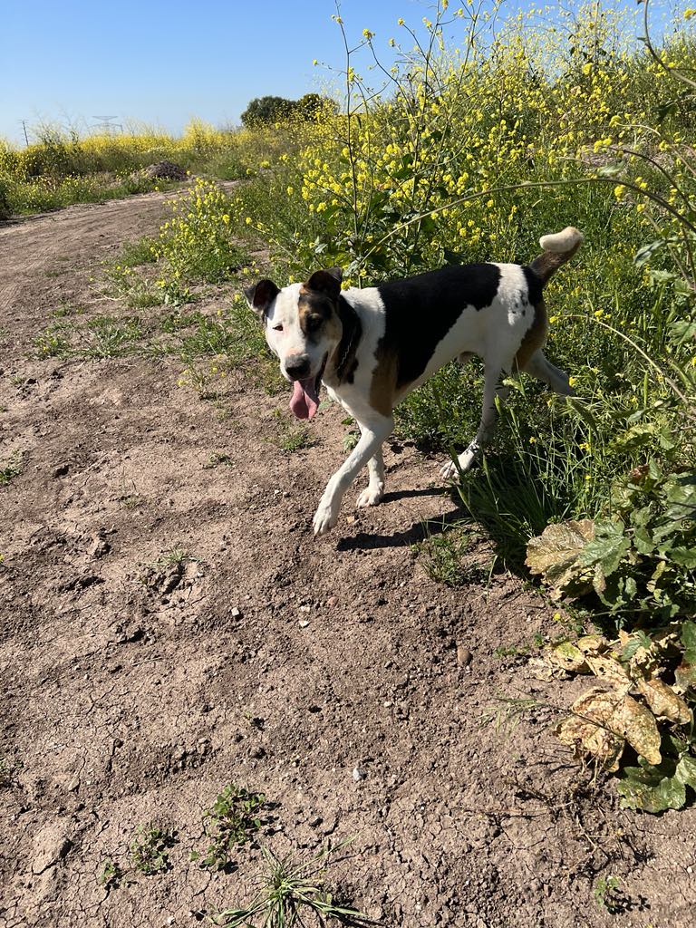 Dexter, a Adoptable mixed breed in Chula Vista, CA image 2/3