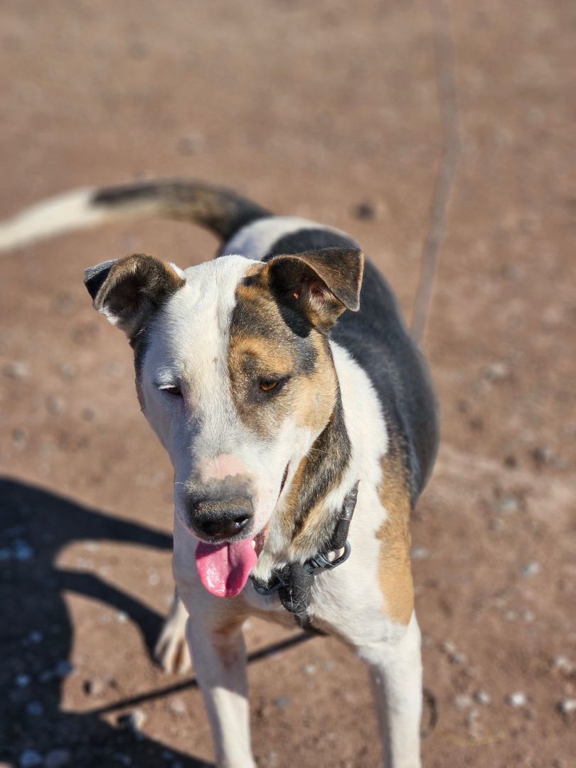 Dexter, a Adoptable mixed breed in Chula Vista, CA image 3/3